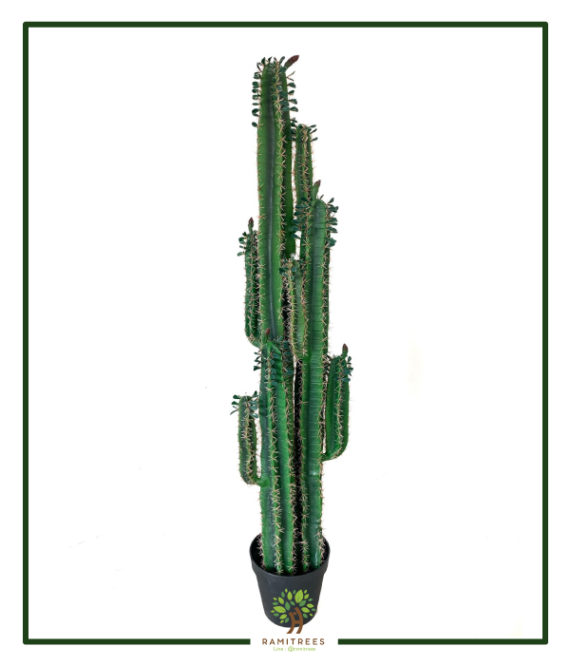My Image 75