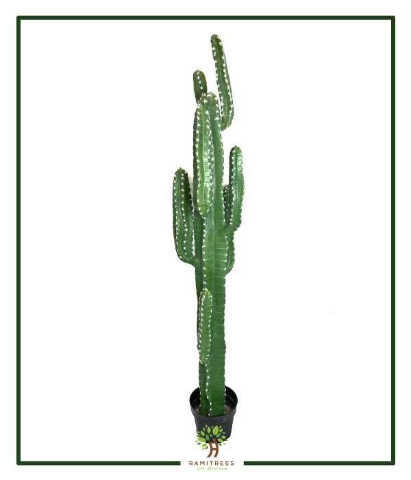 My Image 41
