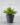 ต้นอากาเว่ 40cm (RAV3) (2)