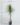 ต้นแซ่ม้า (หัวโต) 150cm Nolina recurvata Tree (RNE2) (1)