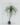 ต้นแซ่ม้าปลอม 130cm Nolina recurvata Tree (RNE1)