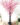 ต้นซากุระ-180cm-ทรงFree-form-(RSA003).1