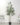 ต้นมะกอก-210cm-(RT081).1