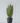ต้นลิ้นมังกรปลอม โกลเด้น Snake Plant สูง 80cm (RLM5)