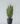 ต้นลิ้นมังกรปลอม โกลเด้น Snake Plant สูง 80cm (RLM5)