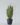 ต้นลิ้นมังกรปลอม โกลเด้น Snake Plant สูง 80cm (RLM5)