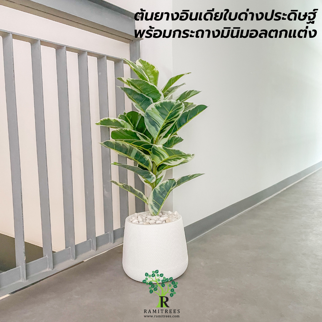 ปรับภูมิทัศน์ด้วยต้นไม้ประดิษฐ์ @บริษัทซีนเนอร์ยี่ อินโนเวชั่น จำกัด By ramitrees.13