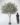 ต้นมะกอกโอลีฟ (Olive Tree) ทรงธรรมชาติ (งานสั่งทำ-Handcraft) (RT110) (2)