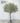 ต้นมะกอกโอลีฟ สูง 2.5 ม. , กว้าง 2 ม. BG 11 (600 x 700 px) (1)