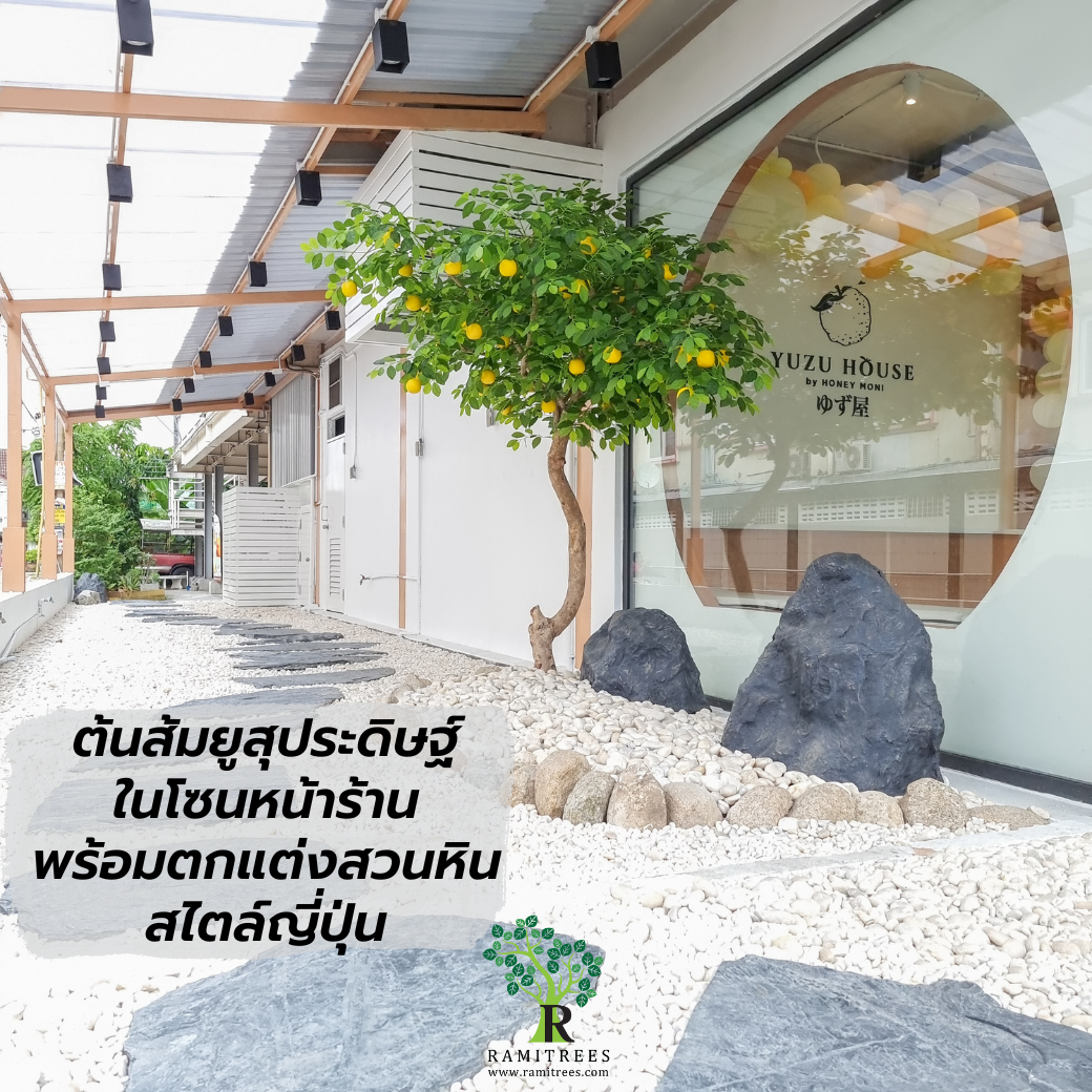 ปรับภูมิทัศน์ด้วยต้นไม้ประดิษฐ์หลากหลาย เน้นงานสไตล์ญี่ปุ่น @Yuzu House (Honey Moni) (7)