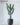 ต้นกระบองเพชร ยูโฟเบีย เชิงเทียน Cactus สูง 140cm กว้าง 60cm (RCT-001)
