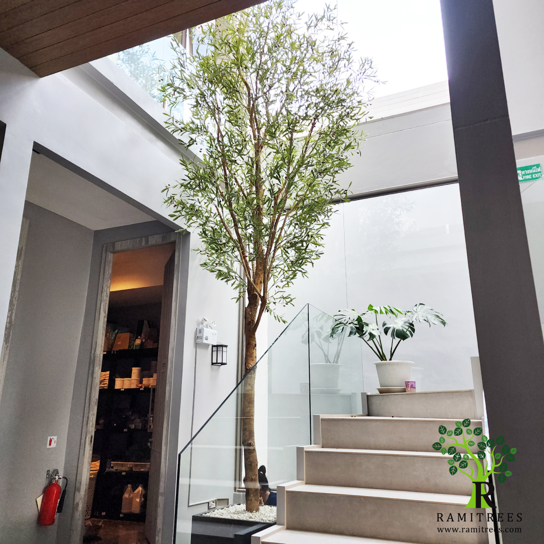 ต้นมะกอก-02