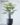 ต้นซานาดูปลอม ทรงกอ สูง 120 cm Xanadu Tree (RXN-001)