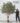 ต้นมะกอกโอลีฟ (Olive Tree) ทรงกอ (งานสั่งทำ-Handcraft) (RT123) 01