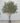 ต้นมะกอกโอลีฟ (Olive Tree) ทรงกอ (งานสั่งทำ-Handcraft) (RT123) 06