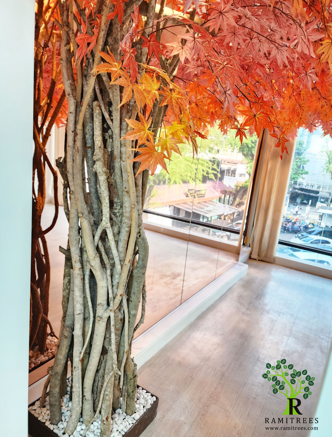ต้นเมเปิ้ล-06