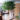 ต้นแก้วเจ้าจอม–03