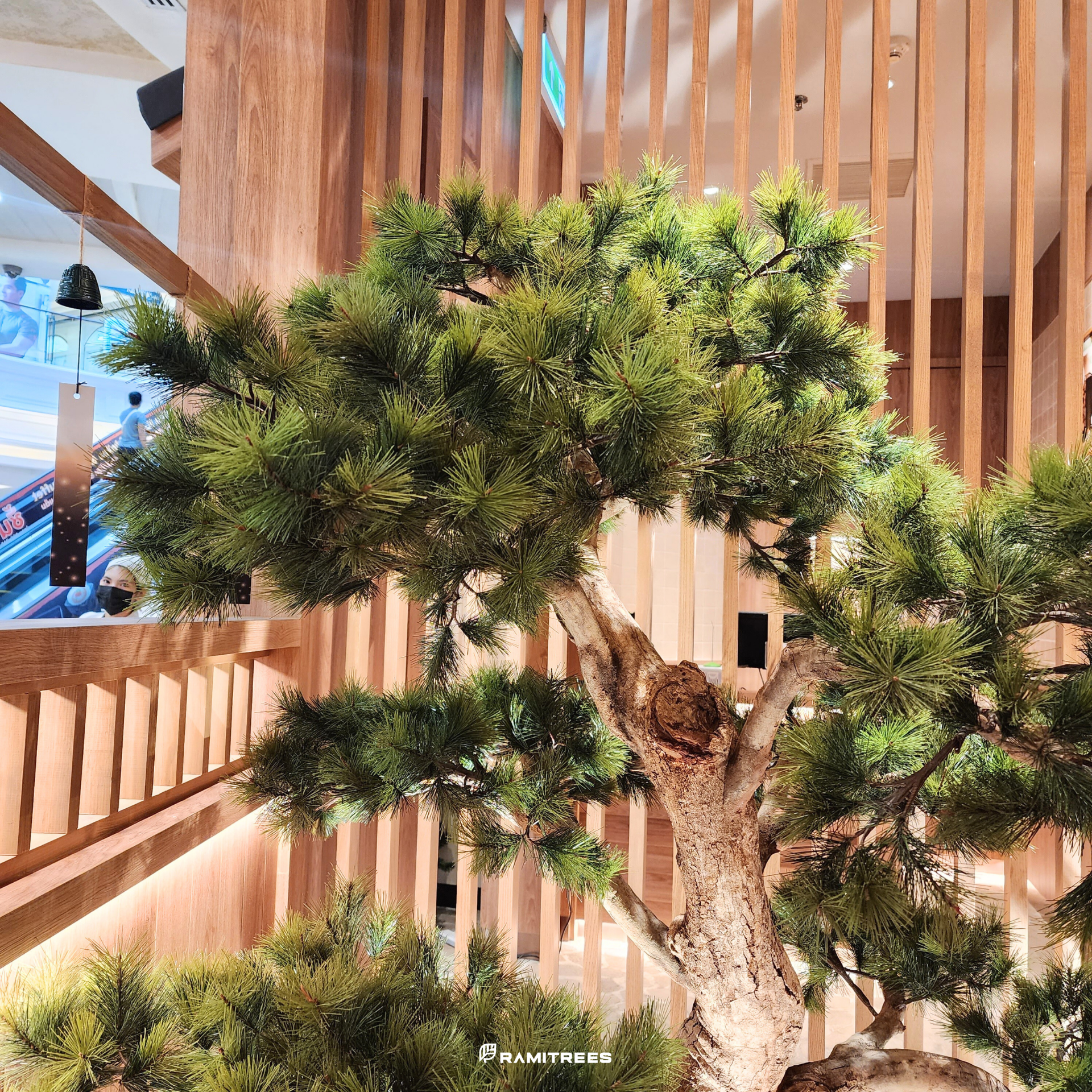 ต้นบอนไซ (Bonsai Tree) 06