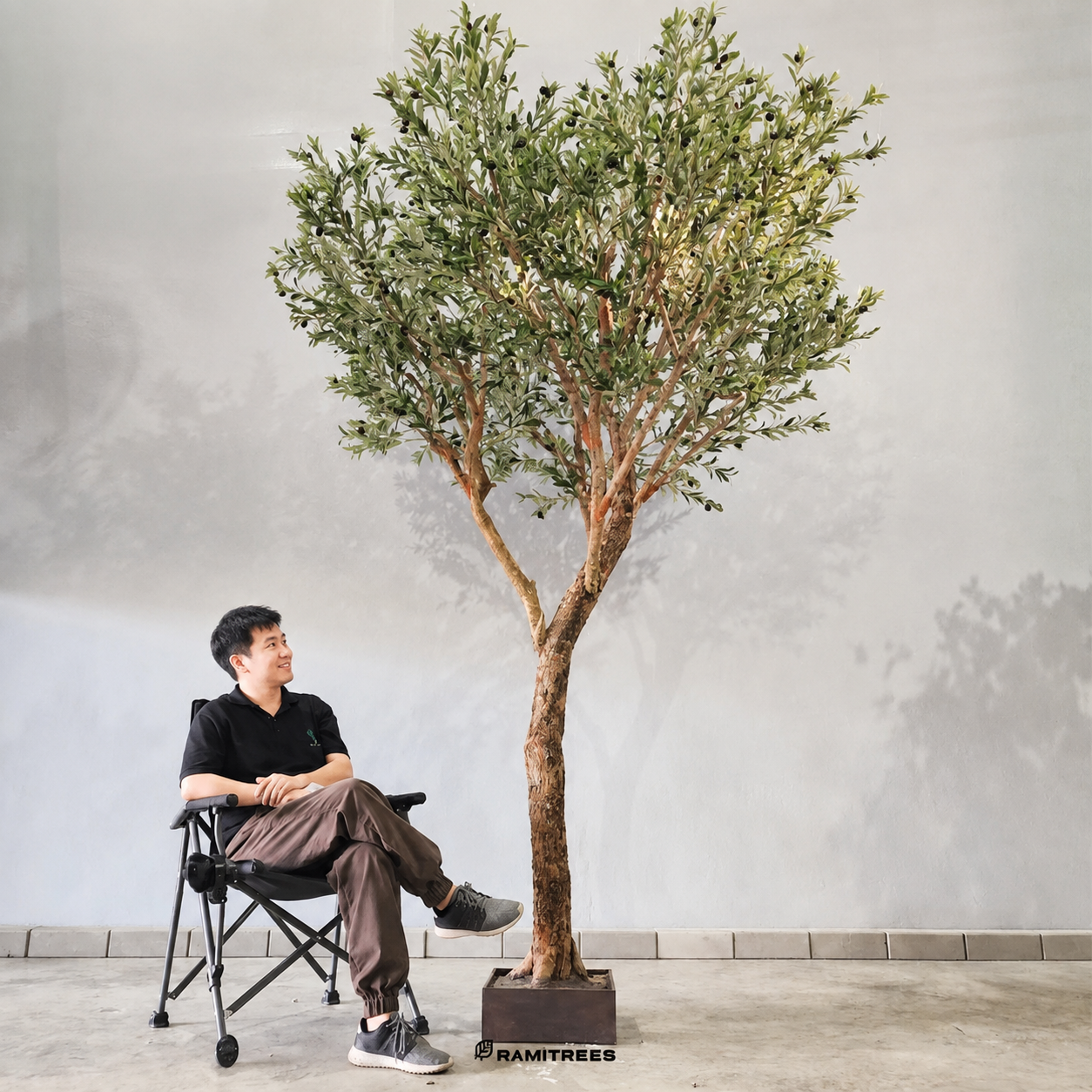 ต้นมะกอกโอลีฟ Olive Tree