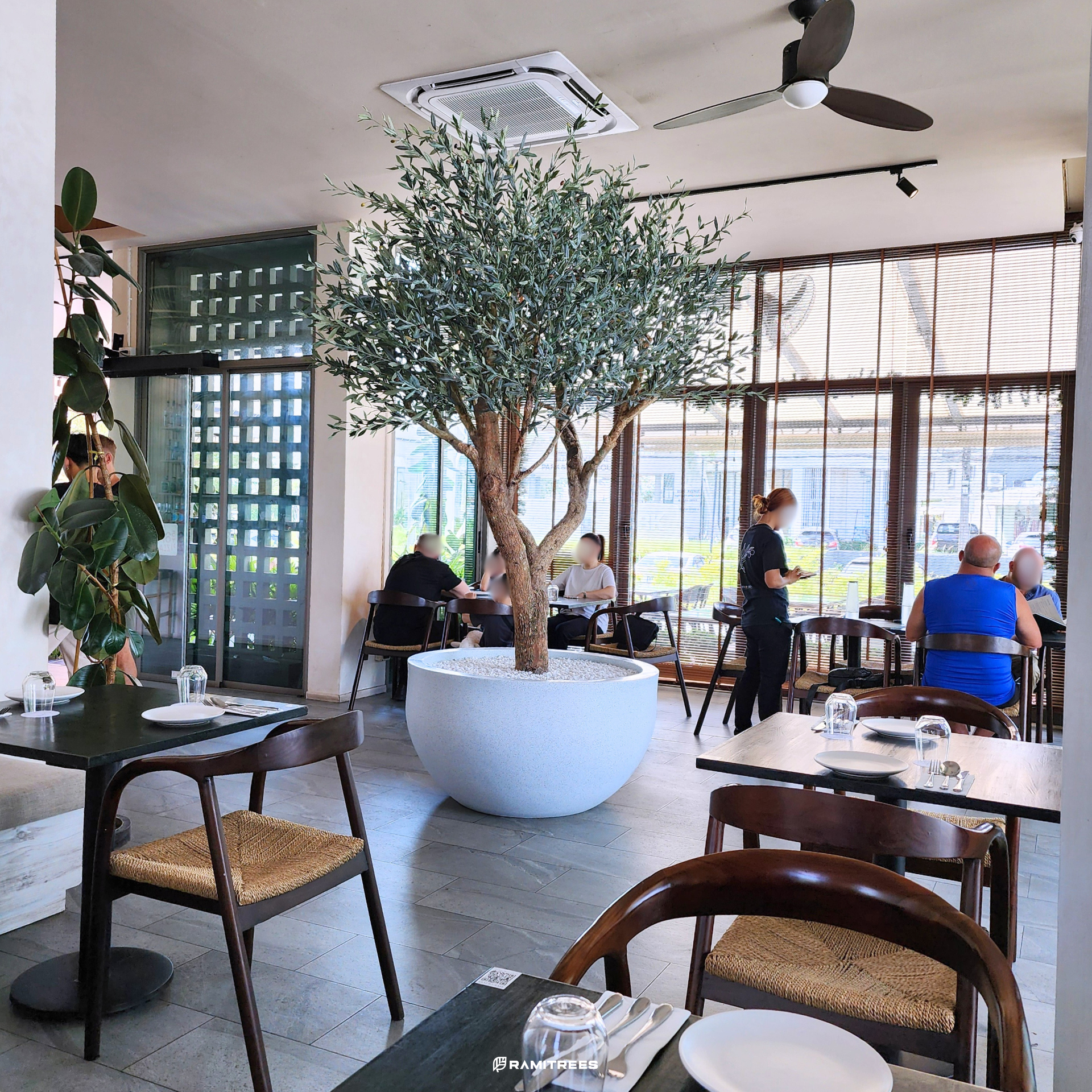 ต้นมะกอกโอลีฟปลอมขนาดใหญ่ Olive Tree (2)