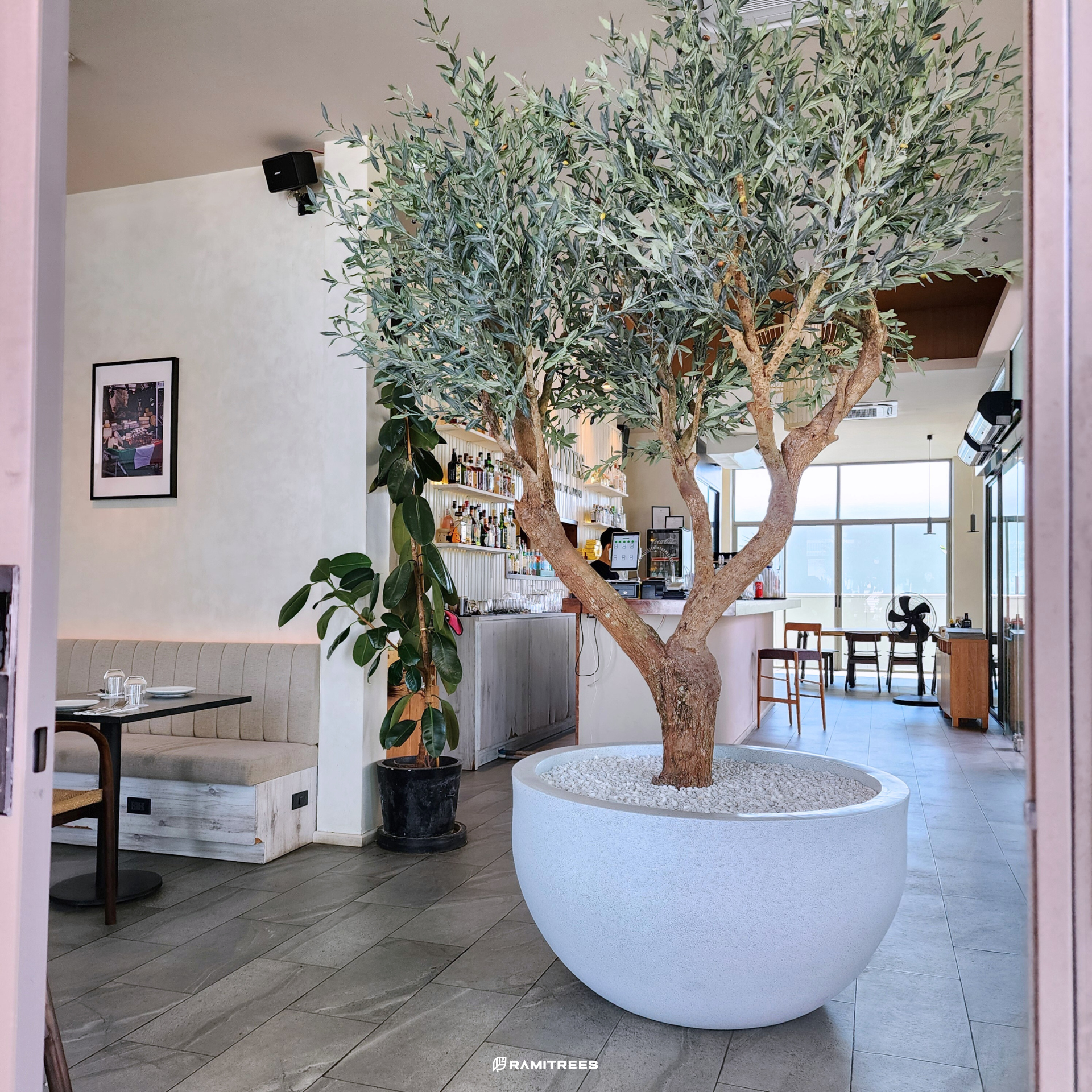 ต้นมะกอกโอลีฟปลอมขนาดใหญ่ Olive Tree (3)