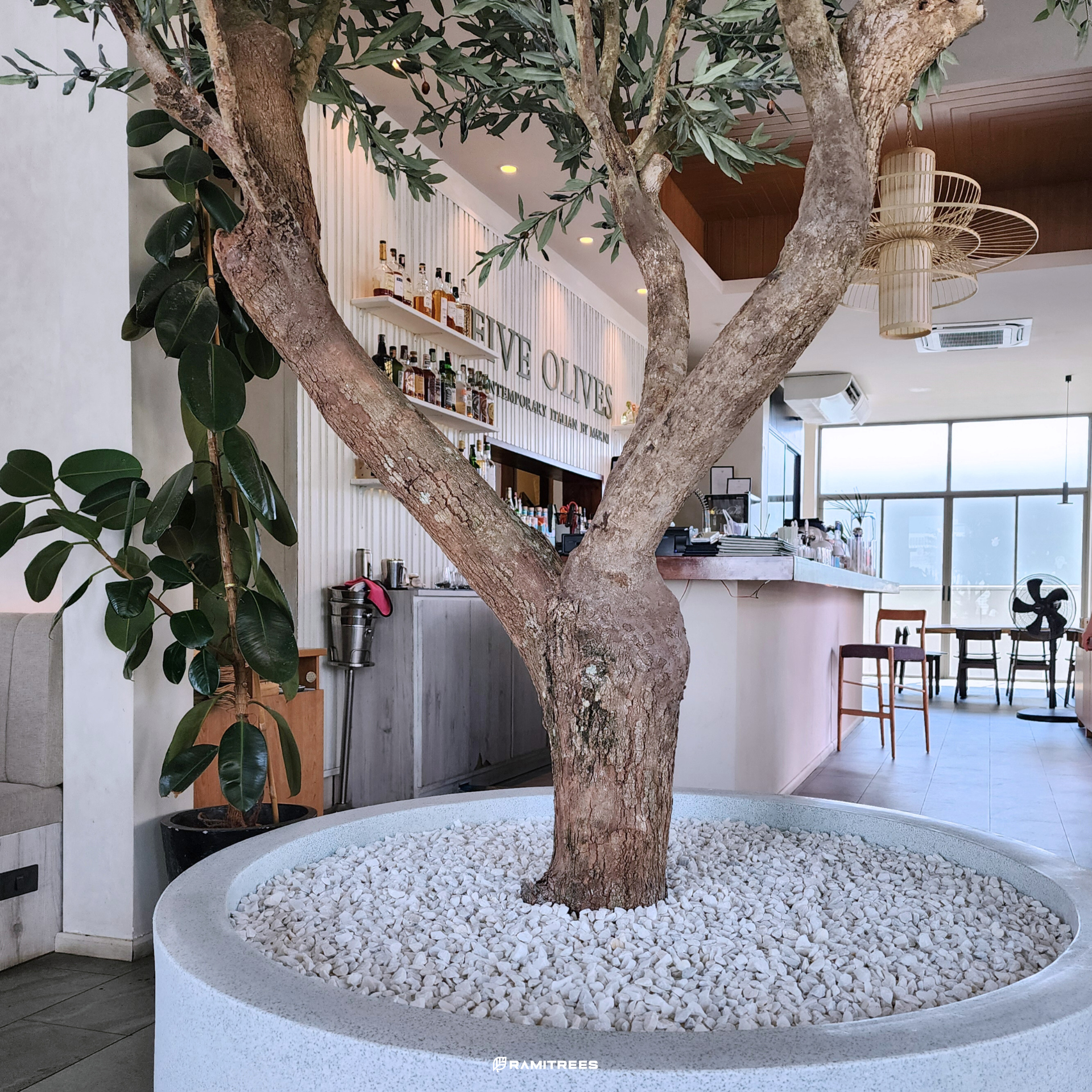 ต้นมะกอกโอลีฟปลอมขนาดใหญ่ Olive Tree (4)