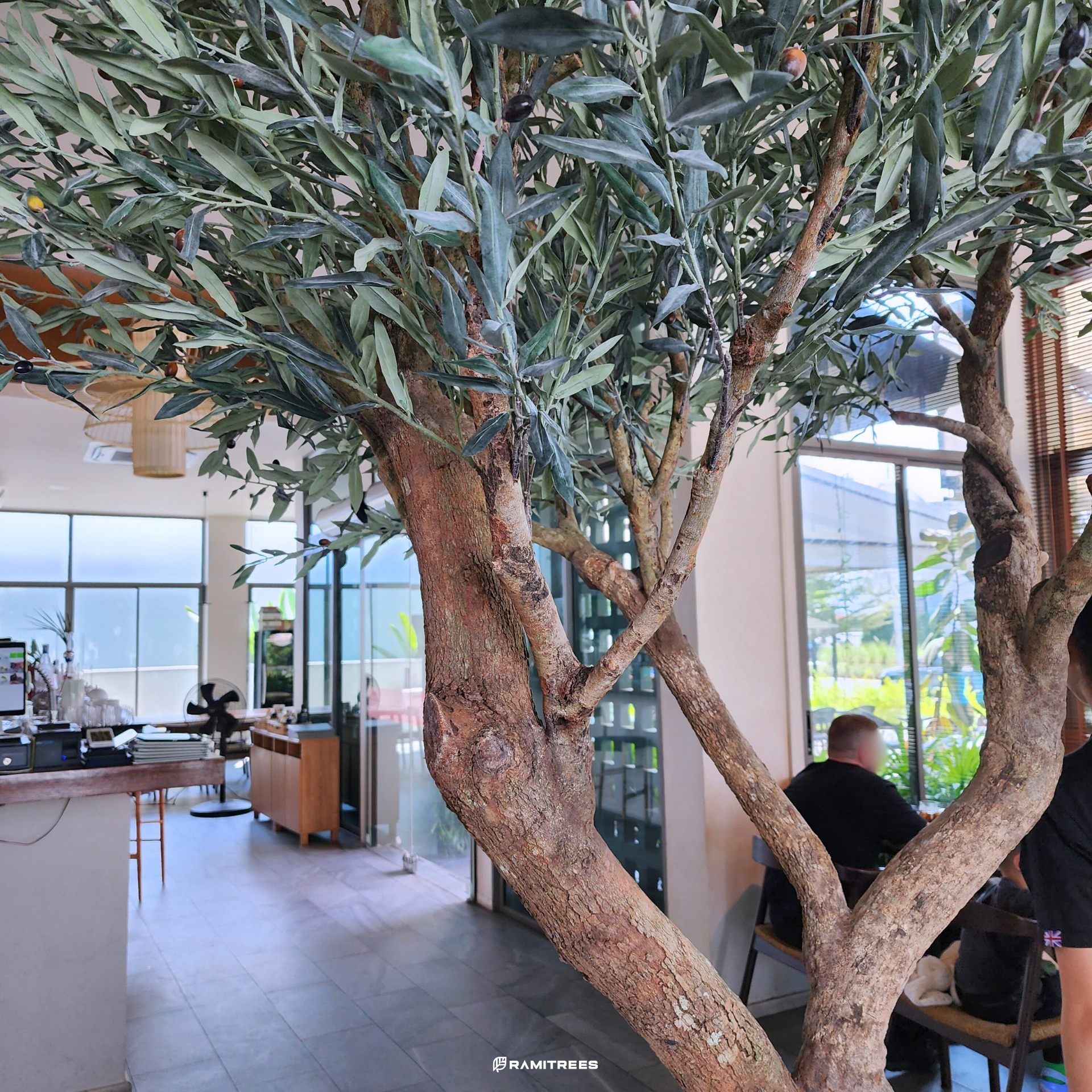 ต้นมะกอกโอลีฟปลอมขนาดใหญ่ Olive Tree (5)