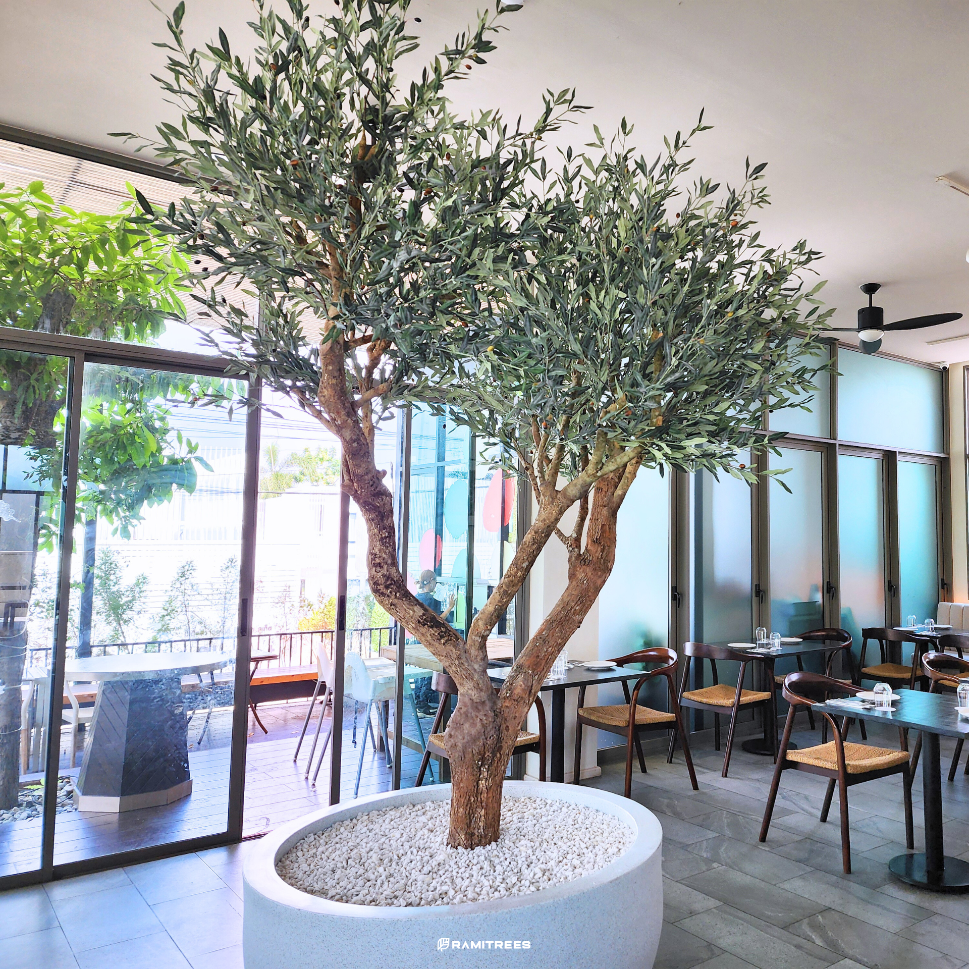ต้นมะกอกโอลีฟปลอมขนาดใหญ่ Olive Tree (6)