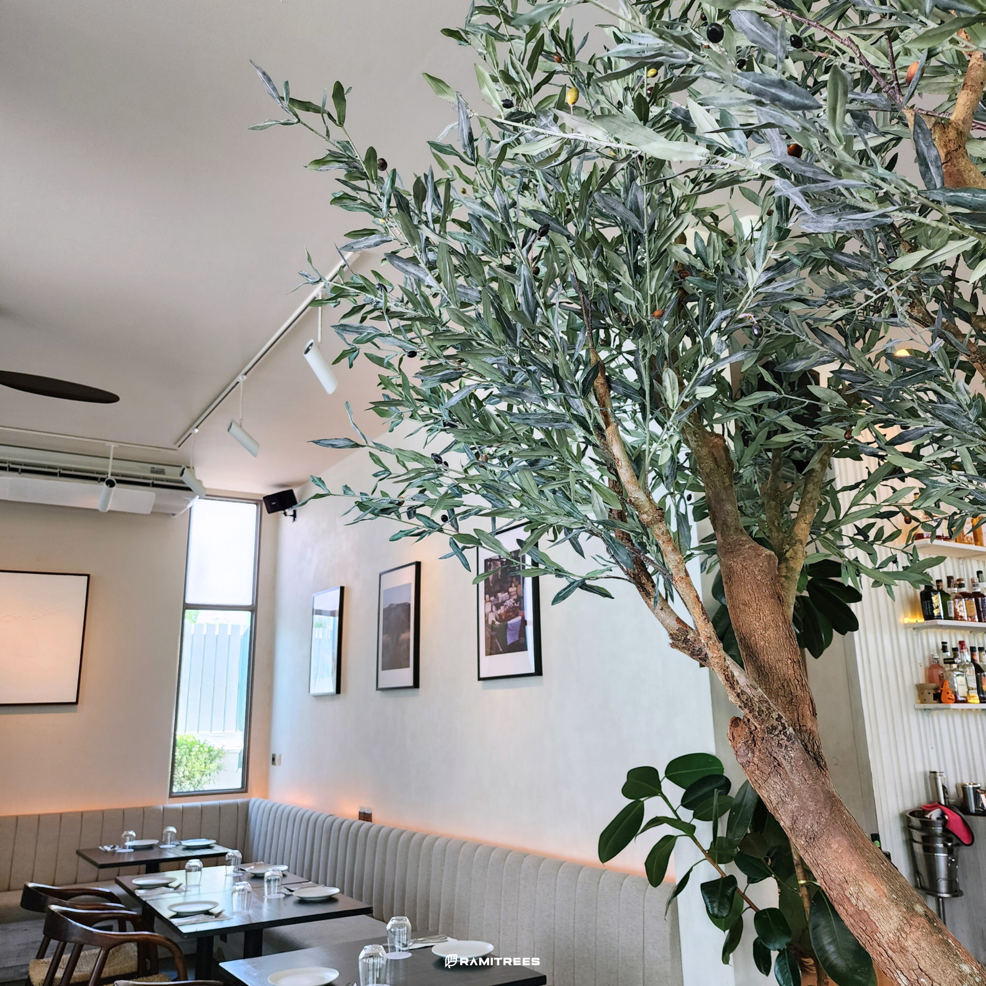 ต้นมะกอกโอลีฟปลอมขนาดใหญ่ Olive Tree (7)