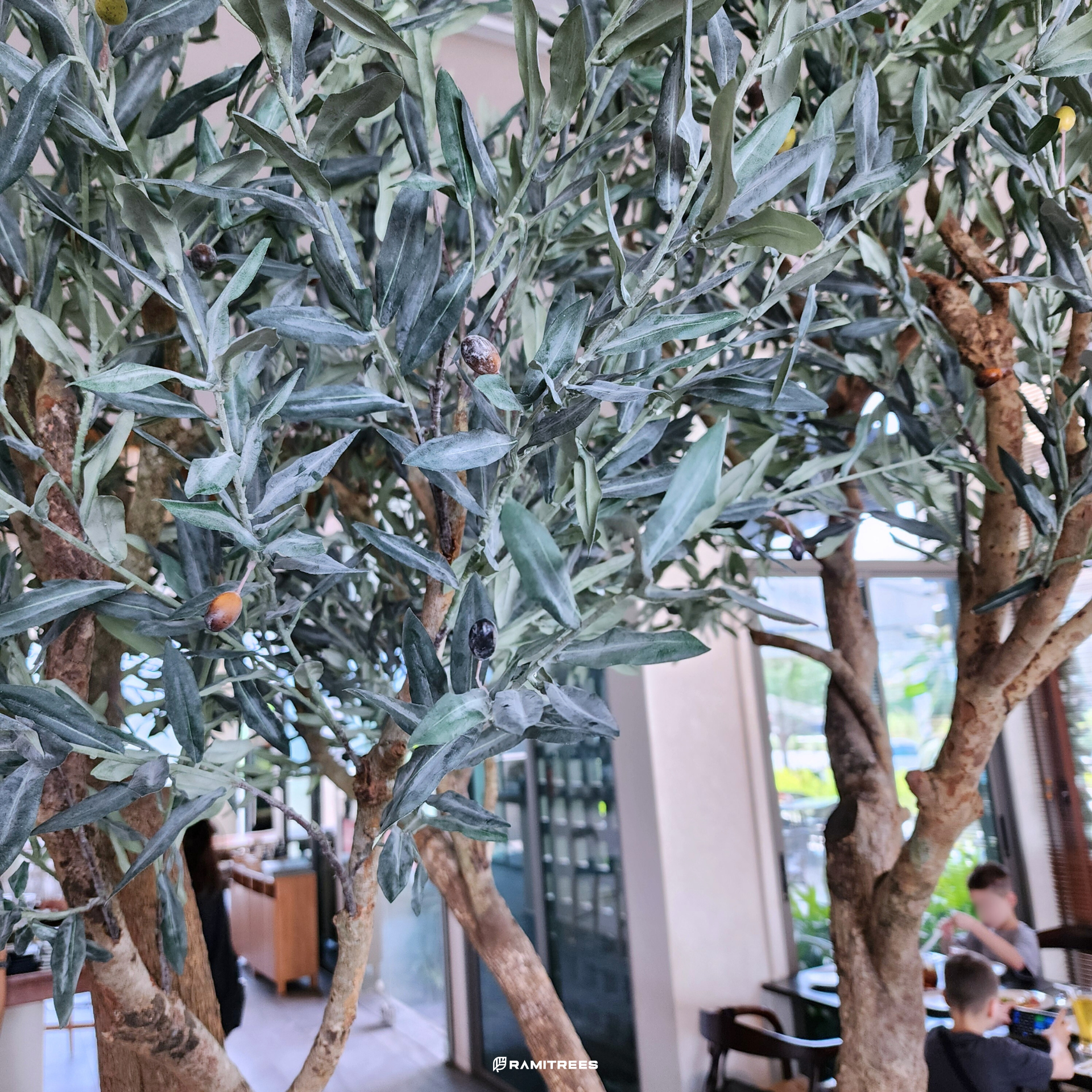 ต้นมะกอกโอลีฟปลอมขนาดใหญ่ Olive Tree (8)