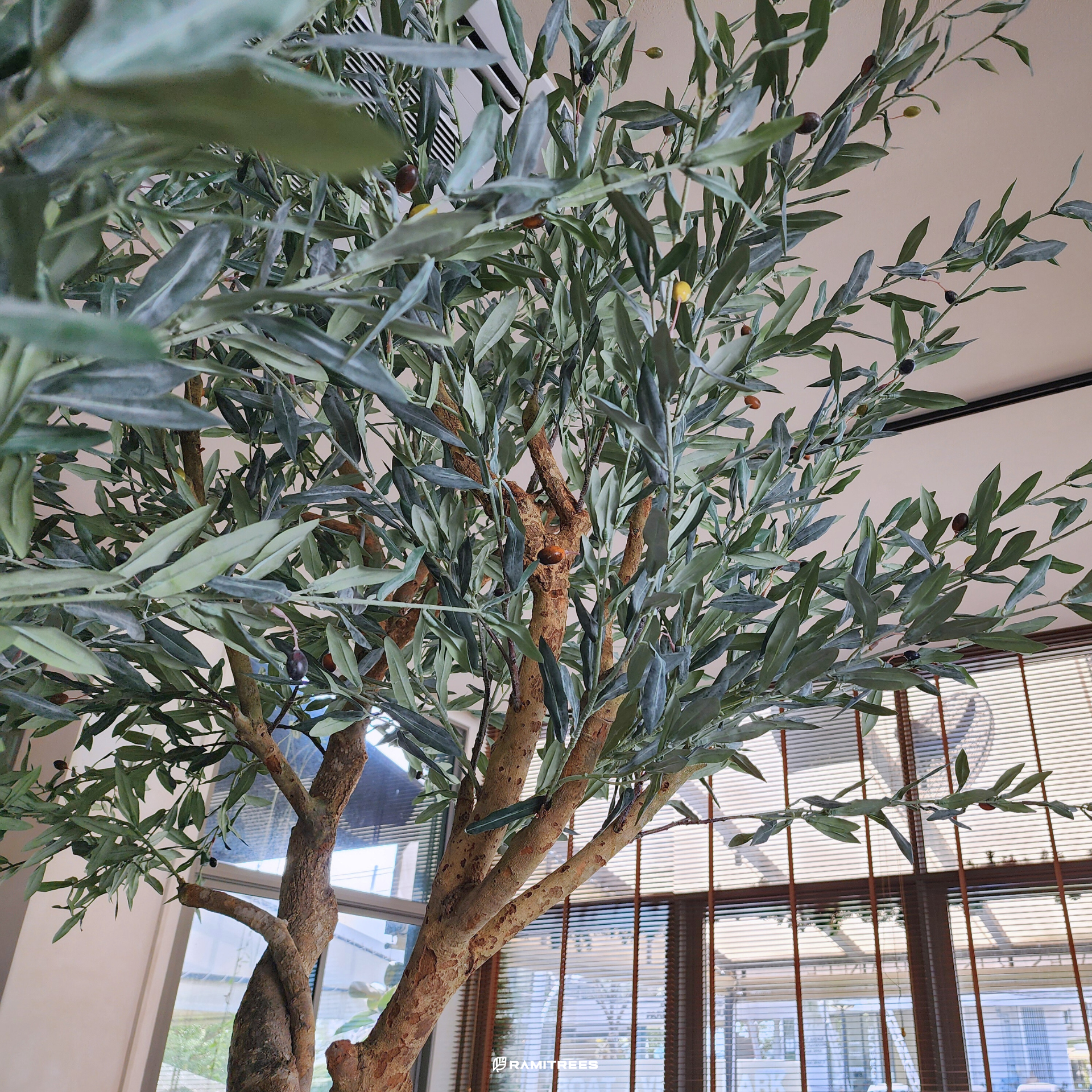 ต้นมะกอกโอลีฟปลอมขนาดใหญ่ Olive Tree (9)