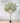 ต้นมะกอกโอลีฟ (Olive Tree) ทรงธรรมชาติ ฟอร์มลีลา (2)