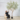 ต้นมะกอกโอลีฟ (Olive Tree) ทรงธรรมชาติ ฟอร์มลีลา (งานสั่งทำ-Handcraft) (RT125)