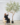 ต้นมะกอกโอลีฟ (Olive Tree) ทรงธรรมชาติ ฟอร์มลีลา (งานสั่งทำ-Handcraft) (RT125)