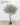 ต้นมะกอกโอลีฟ-ใบรุ่นพรีเมี่ยม ( olive tree) ฟอร์มธรรมชาติ (3)