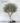 ต้นมะกอกโอลีฟ-ใบรุ่นพรีเมี่ยม ( olive tree) ฟอร์มธรรมชาติ (600 x 700 px)