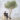 ต้นมะกอกโอลีฟขนาดใหญ่ (Olive Tree)