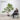 ต้นบอนไซประดิษฐ์ขนาดใหญ่-(Bonsai-Tree)