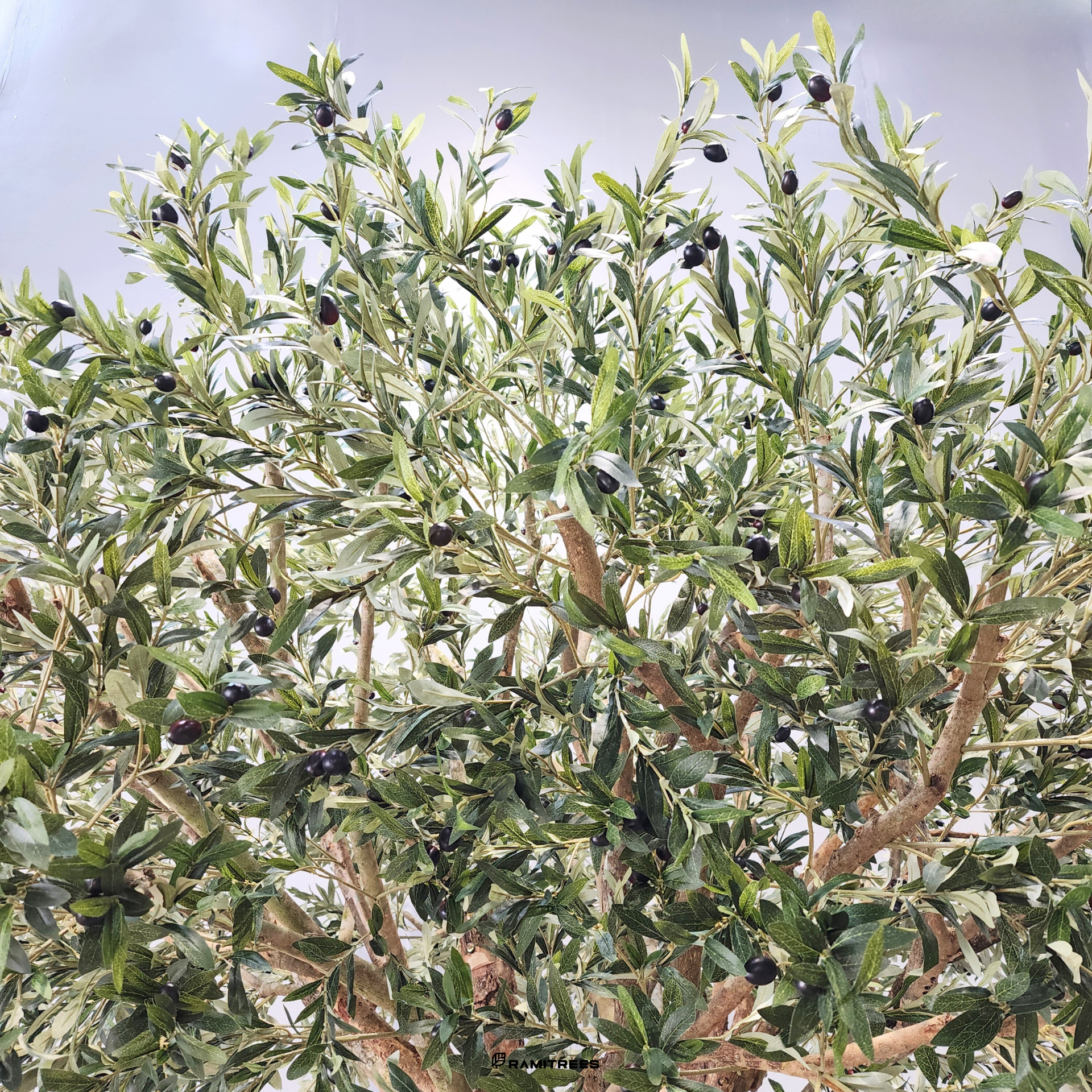 ต้นมะกอกโอลีฟปลอมต้นมะกอกโอลีฟประดิษฐ์-ต้นมะกอกโอลีฟเทียม-Olive-Tree-2