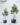 ต้นยางอินเดียปลอม ใบเขียว Rubber Plant (RBB-001)