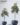 ต้นยางอินเดียปลอม ใบเเดง Rubber Plant (RBB-002)