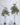 ต้นยางอินเดียปลอม ใบเเดง Rubber Plant (RT127) (2)