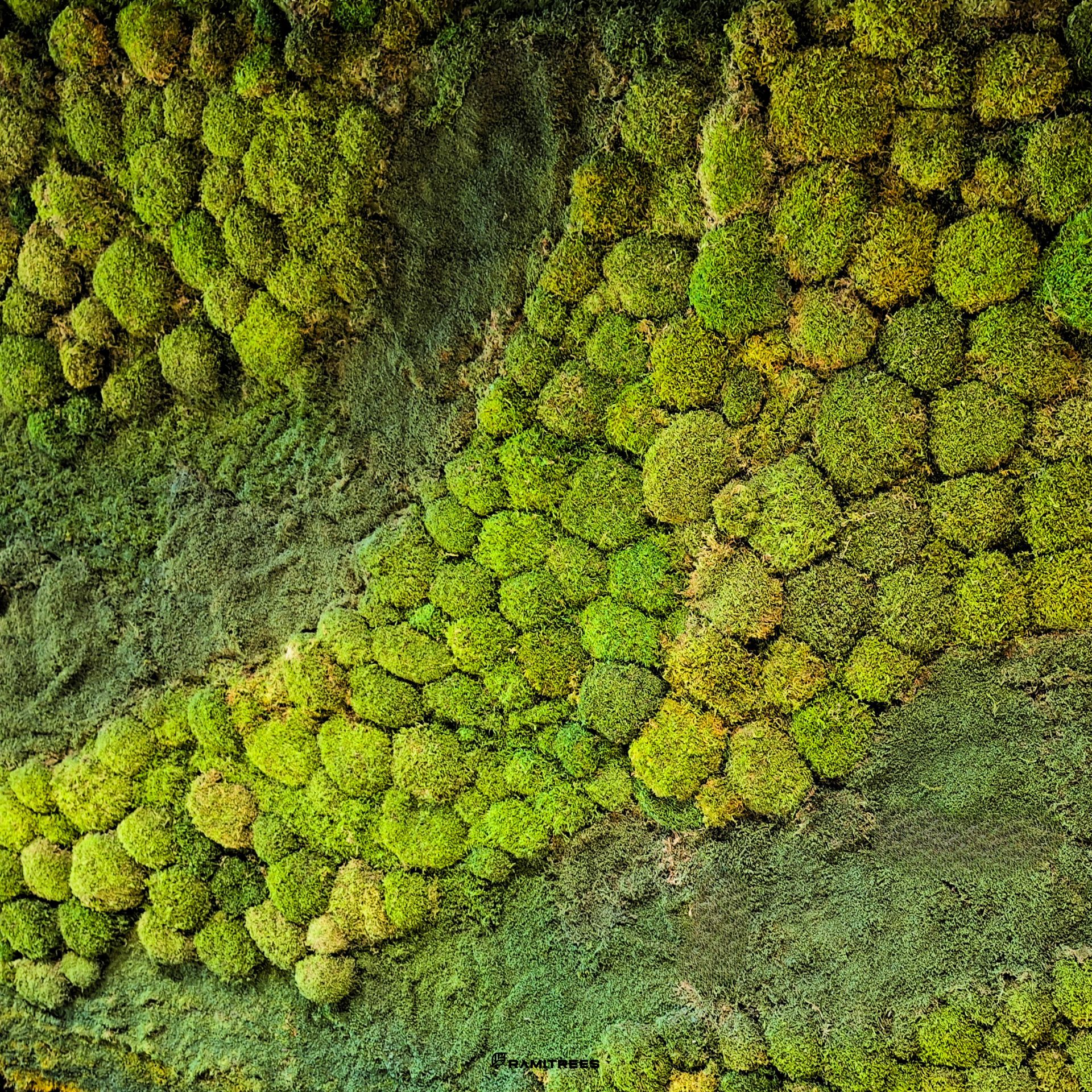 Moss Wall มอสส์ สวนแนวตั้งผนังมอสส์ ผนังมอส มอสส์เสมือนจริง จัดสวนมอส (3)