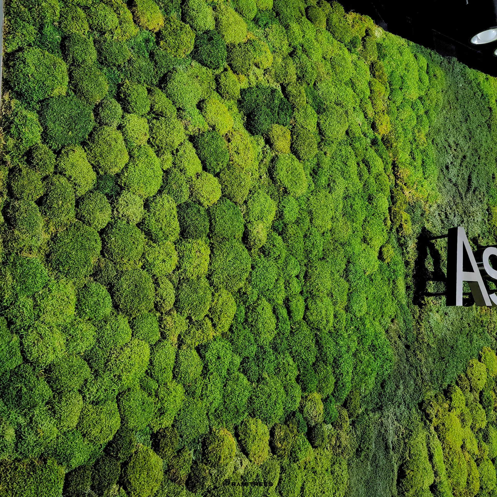 Moss Wall มอสส์ สวนแนวตั้งผนังมอสส์ ผนังมอส มอสส์เสมือนจริง จัดสวนมอส (9)
