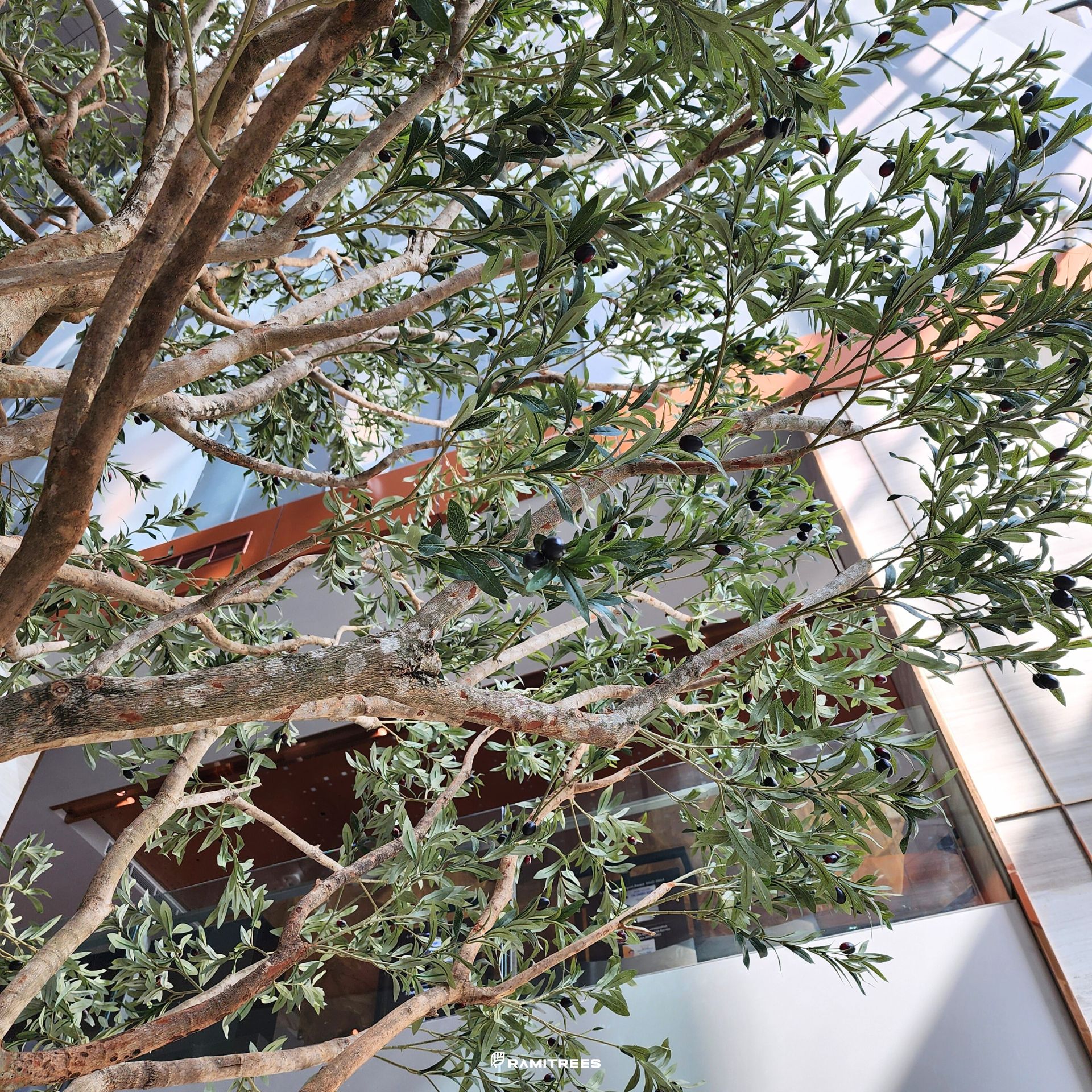 ต้นมะกอกโอลีฟปลอมต้นมะกอกโอลีฟประดิษฐ์ ต้นมะกอกโอลีฟเทียม Olive Tree (7)