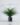 ต้นจันผา ต้นจันผาปลอม ต้นจันผาประดิษฐ์ ต้นจันผาเทียม ArtificialDracaenaLoureiriTree