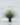 ต้นยุคค่า ต้นยุคค่าปลอม ต้นยุคค่าประดิษฐ์ ต้นยุคค่าเทียม ArtificialYuccaTree