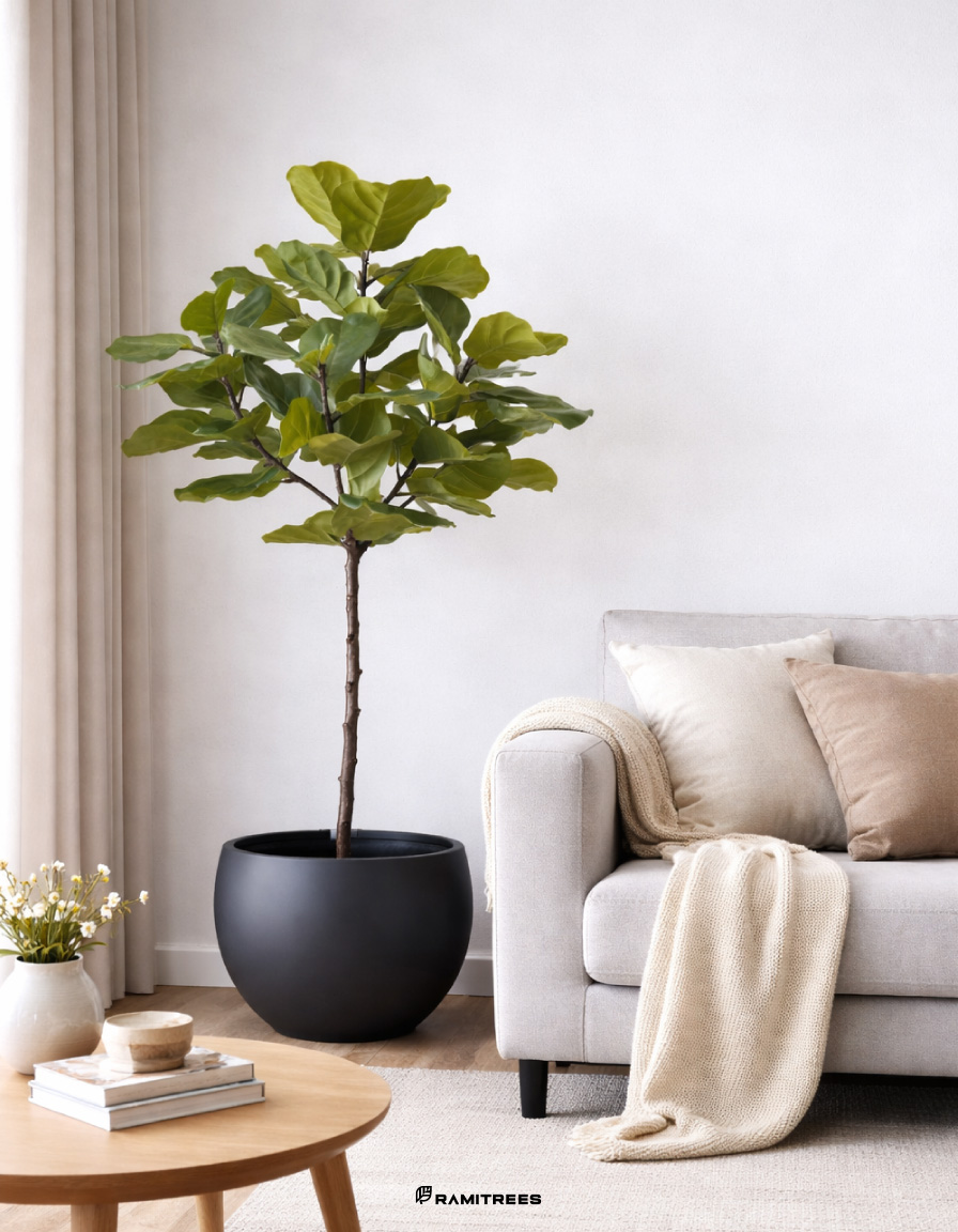 ต้นไทรใบสักปลอม-รุ่น-Pu-ลำต้นเดี่ยว-Fiddle-Leaf-Fig-Tree-(RFI37)