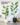 ต้นคล้าซิการ์ Calathea (Aublet) G. Meyer (RCL-001)