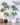 ต้นศุภโชค Money Tree (RMT-001)